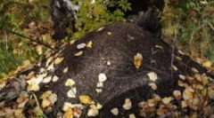 Ориентация в гората на антил