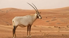 Oryx захар