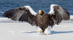 Eagle whiteflash