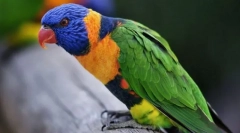 Орнитология