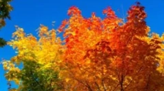 Есенно третиране на поликарбонатната оранжерия