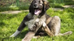 Кученца на яка от кученца от bloch и tings