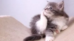 Яка от бълхи и кърлежи за коте