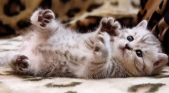 Проверка на бъдещия домашен любимец