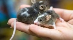 Основните различия на мишката от плъха, каква е разликата и сходството