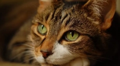 Основно заблуда на собствениците за котки