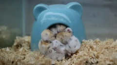 Характеристики и скорост на съня на хамстерите