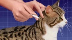 Лекарството разполага с директно място за котка