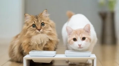 Характеристики на пеенето стерилизирани котки