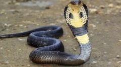 Къде е отровата от кобра