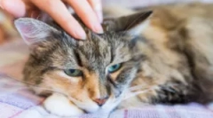 Където котката се появява бълхи?