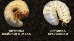 Разликата между ларвите на бронз и майъвелката