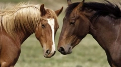 Грапи за коне