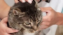 Cat squeectosis: симптоми и лечение