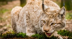 Отлепване хищнически