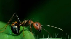 Отлепване на насекоми