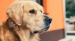 Отговори на най-често срещаните въпроси за кучетата