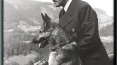 Daufman shepherd: коя е тя