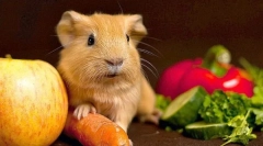 Зеленчуци в диета с морско свинче