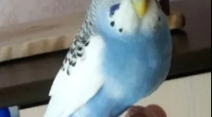 Затлъстяване от папагал, причини, лечение