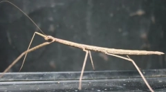 Хигитарен палър