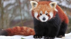 Panda малък (червен панда)