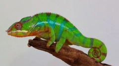 Panther chameleon