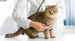 Паразити в котка