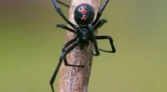 Spider black вдовица: описание и начин на живот