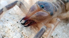 Spider falanga