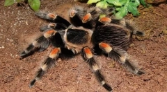 Мексиканско червено вино spider-bird