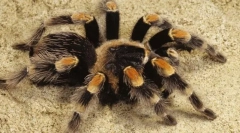 Spider-bird