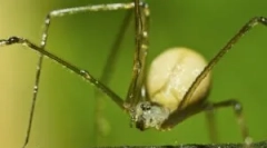 Spider senakers common или kosyozka