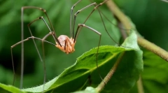 Spider senokosets