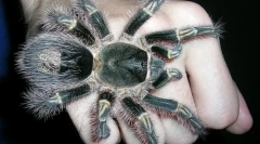 Паяци-птици