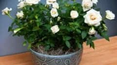 Метеорологични кърлежи на градината и стаята rose