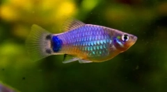 Петилия (поексилия)