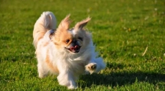 Pekingese (снимка): вид, посветен и гордо куче за любящи собственици