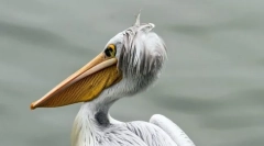 Пеликанско-подобни птици