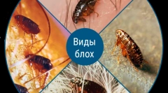 Дали бълхите се предават на хора от животни?