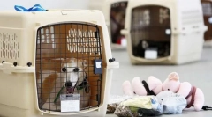 Транспортиране на куче