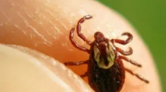 Период, когато кърлежите са най-активни и опасни