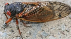 Периодична cicada