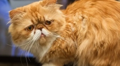 Персийска котка (снимка): животинска художествена бохемия
