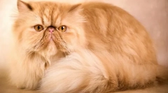 Персийски котка