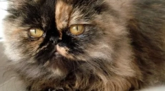 Персийски порода котки