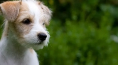 Първа прическа