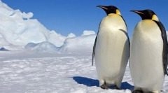 Пингвини