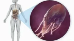 Сила и диета с гирдиаза