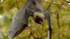 Хранене на летливи мишки в природата и дома